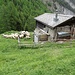 Schwarzkopf-Schafe auf Alp Joli