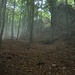 Magie del bosco.