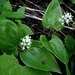 Zweiblättrige Schattenblume; Maianthemum bifolium, ein Liliengewächs