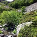 Alpenrosenvollblüte und kühlender Bach im Val Porta
