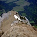 Gipfelkopf Filderchöpf vom Wanderweg zur Ebenalp, der Ausstieg der Routen etwas links ausserhalb des Bildes. 