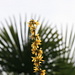Back to springtime; blooming forsythia in front of a palm tree