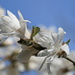 Star Magnolia (Magnolia stellata, Stern-Magnolie)