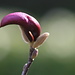 A dark magnolia which is about to bloom soon