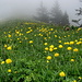 Blumenwiese mit lauter Trollblumen, verschwindet am Ende im Nebel