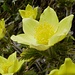 Schwefelanemone (Pulsatilla alpina subsp. apiifolia)