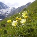 Schwefelanemonen und dahinter Trollblumen mit dem Öfenpass im Hintergrund
