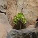 Pflanzen wachsen hier sogar aus dem Felsen