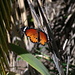 Kleiner Monarch (Danaus chrysippus). Dieser wunderbare Falter mit einer Flügelspannweite von rund 8 cm kommt in den südlichen Barrancos von La Gomera vor.