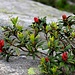 Rododendro in simbiosi sulla spalla di una roccia