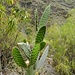 Feigen-Kaktus - mit jungen Austrieben