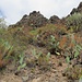 typische Vegetation und Lava-Landschaft