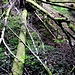 Fall- und Totholz im Tobel unterhalb Ruine Ryfenstein