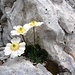 fiori tra le rocce