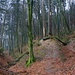Der Wanderweg auf den Jäissberg führt im unteren Teil durch einen Graben. Dank dem vielen Laub war's nicht mal rutschig!