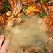 Sporenstaub der lustigen Pilzspezies Weichlicher Stäubling (Lycoperdon molle).
