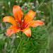 Die erste ein bisschen ramponierte Feuerlilie (Lilium bulbiferum)