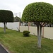 noch im Aussenbezirk der Stadt; neben dem breiten Trottoir der noch breiteren Strasse wachsen in Form geschnittene Ficus benjamina L.