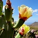 Farbtupfer 5: die Blüten des Feigen-Kaktus