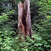 Totholz im Perlacher Forst