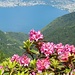 Rododendri con vista lago