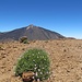 exklusiver Blick zum Pico Teide
