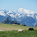 Der Mont Blanc beeindruckt die Tiere nicht besonders