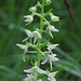 Zweiblättrige oder Weiße Waldhyazinthe<br /><br />Platanthera bifolia