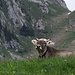 Die Schumpen (Jungvieh) sind seit kurzem wieder hier oben.<br /><br />Poco tempo fa le giovani mucche sono venute sull`alpe.