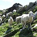 Le pecore del Togano