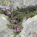  Primola Vischiosa ( Primula hirsuta)