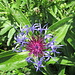 Die Berg-Flockenblume ist innen rötlich, die Talvariante (siehe [http://www.hikr.org/gallery/photo1122081.html?post_id=65950 hier]) durchgehend blau