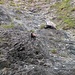 camoscio nel canalone