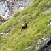 camoscio sopra il casotto