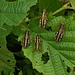 Cavallette divorano le foglie di nocciolo