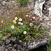 Blumen noch und noch
