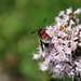Six-spot burnet moth on Oregano (Origanum vulgare)