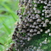 Mushrooms on moss