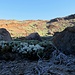 ... und sogar der Weisse Teide-Ginster blüht - zwischen enormen "Vulkan-Bomben"