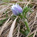 Pulsatilla vernalis (Frühlings-Anemone)