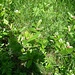 Sorbus chamaemespilus  (Zwerg-/Berg-Mehlbeere)