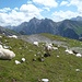 Es wird grüner ... Etwas oberhalb der Knorrhütte