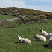 Moutons près de St. Justinian's