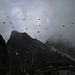 Ein Bergdohlenschwarm über der Gumpenkarspitze<br /><br />Uno schermo di taccole sopra la Gumpenkarspitze