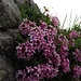 Die Steinröserl auf der Hochblasse blühen gerade so richtig schön.<br /><br />La Daphne striata adesso sull`Hochblasse è in fiore veramente bella.