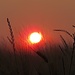 Sonnenuntergang im Kornfeld<br /><br />Tramonto nel campo di grano [