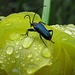 Der Käfer kriegt nasse Füße<br /><br />Questo coleottero si prende i piedi bagnati