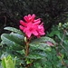 Nasse Alpenrose<br /><br />Rododendro bagnato