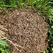 Es befinden sich mehrere Ameisenhaufen auf dem Vorgipfel des Raabergs.