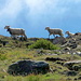 etwas  scheu sind  die Schafe auf der Mattwaldalp